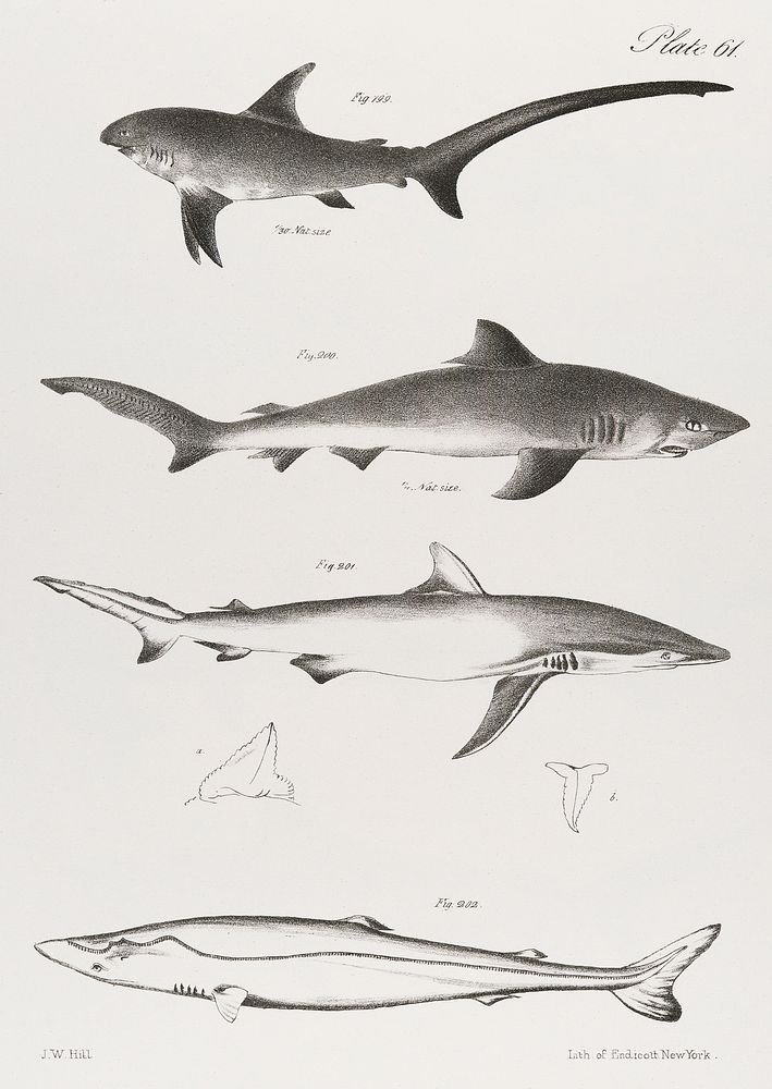 Different types of Sharks illustration from Zoology of New York (1842&ndash;1844) by James Ellsworth De Kay. Original from…