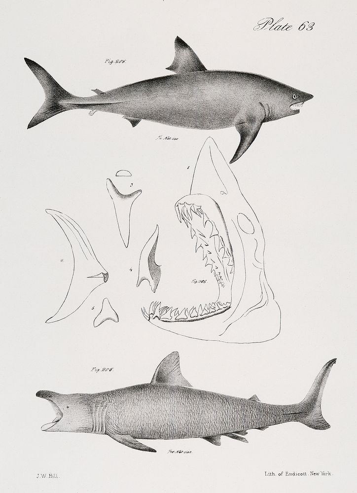 206. & 207. The Mackerel Porbeagle (Lamna punctata) 208. The Basking Shark (Selachus maximus) illustration from Zoology of…