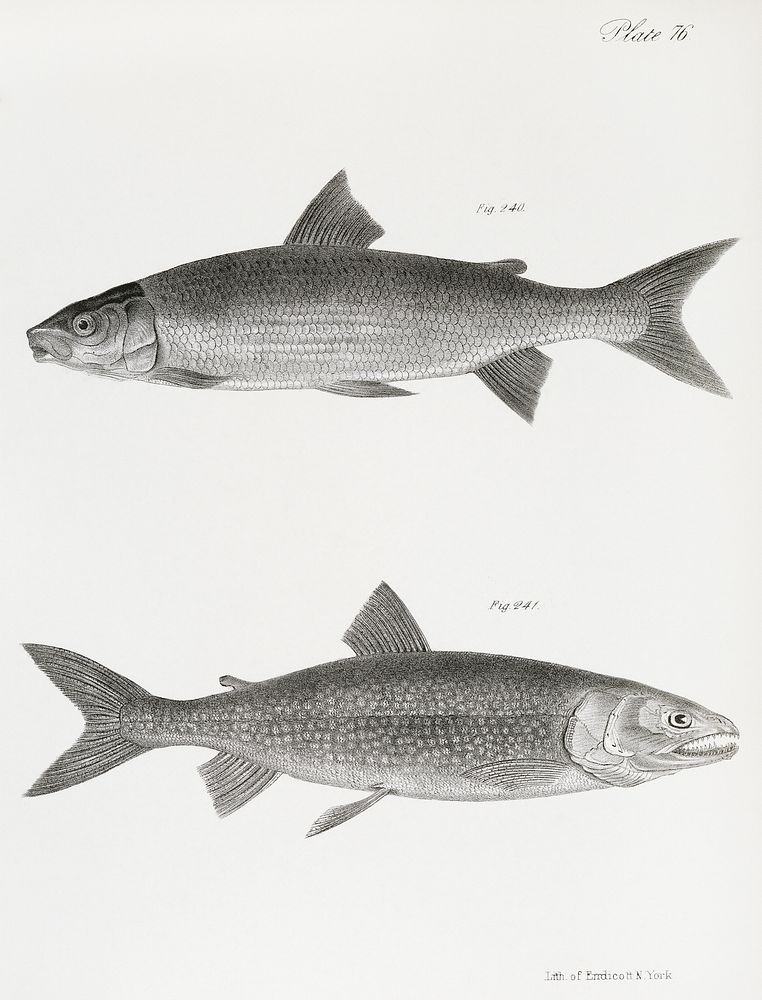 240. The White-fish (Corregonus albus) 241. The Mackinaw Salmon (Salmo amethystus) illustration from Zoology of New York…