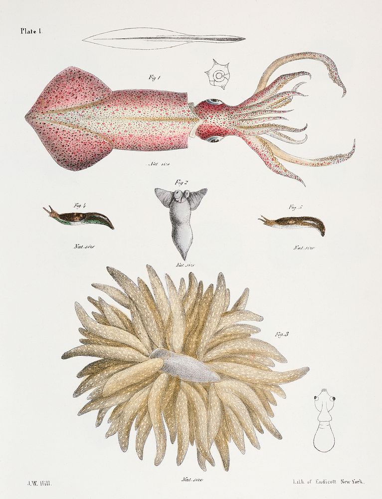 Different types of Squids illustration from Zoology of New York (1842&ndash;1844) by James Ellsworth De Kay. Original from…