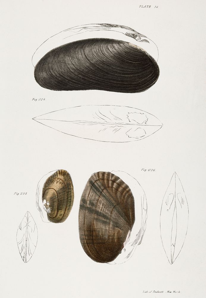 224. Alasmodon arcuata. 225. Alasmodon marginata. 226. Alasmodon rugosa. illustration from Zoology of New York…