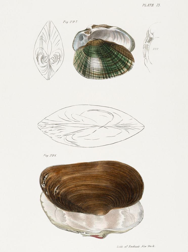 227. Alasmodon undulata. 228. Anodon unadilla. illustration from Zoology of New York (1842&ndash;1844) by James Ellsworth De…