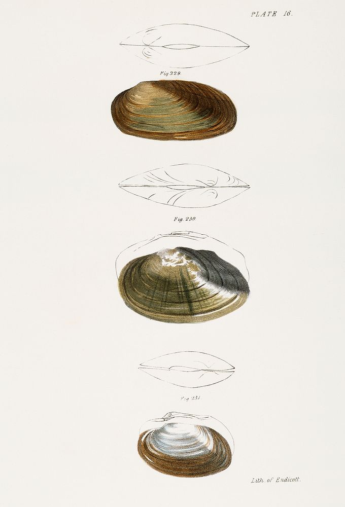 229. Anodon subcylindracea. 230. Anodon ferussaciana. 231. Anodon edentula. illustration from Zoology of New York…