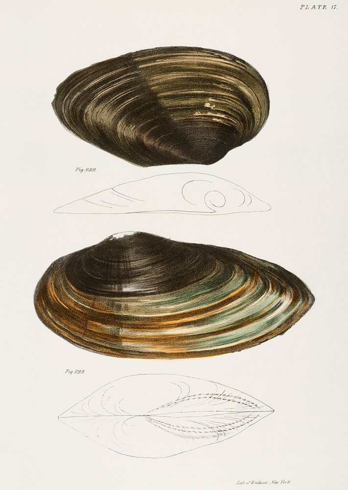 232. Anodon plana. 233. Anodon excurvata. illustration from Zoology of New York (1842&ndash;1844) by James Ellsworth De Kay.…