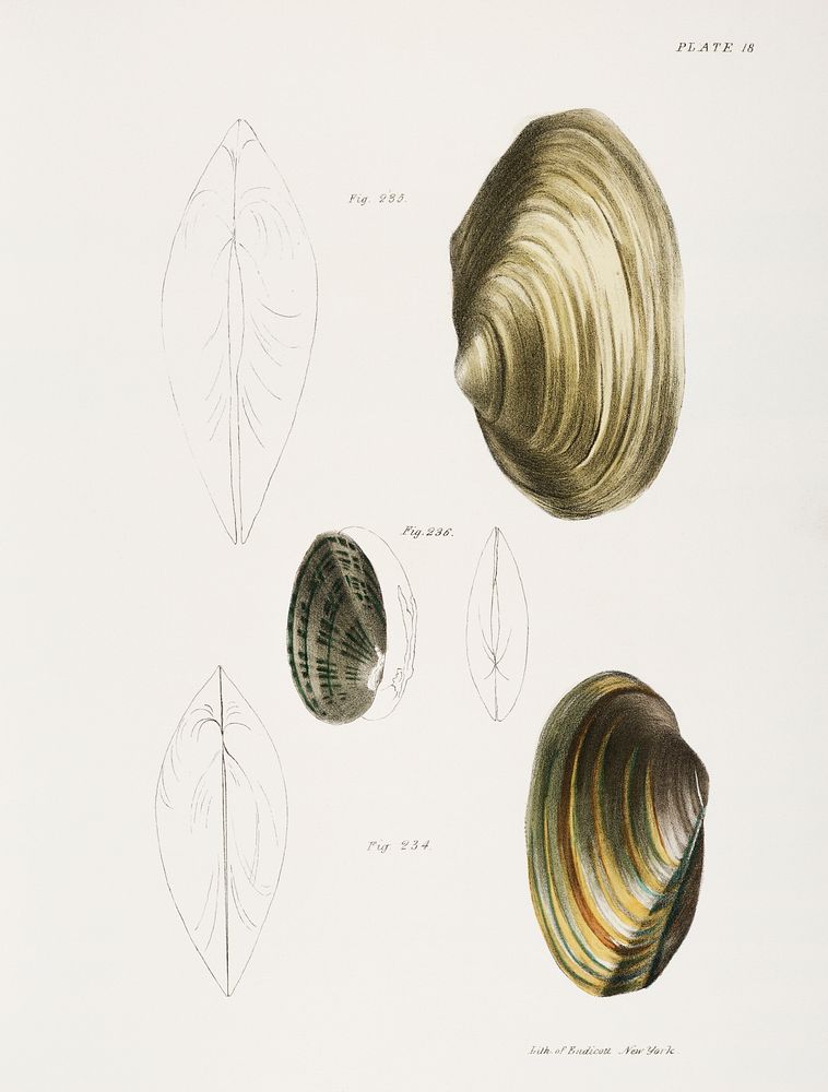 234. Anodon fluviatilis. 235. Anodon benedictensis. 236. Unio radiatus. illustration from Zoology of New York…