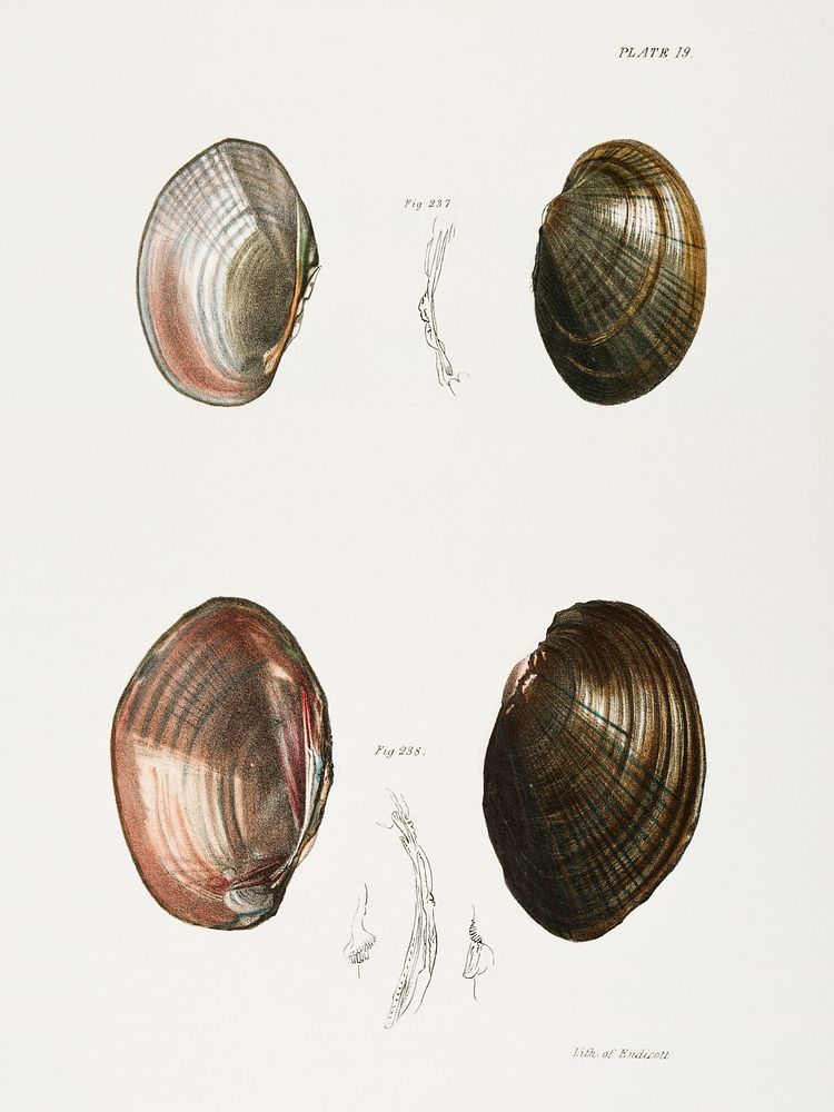 237. Unio ochraceus. 238. Unio id. illustration from Zoology of New York (1842&ndash;1844) by James Ellsworth De Kay.…