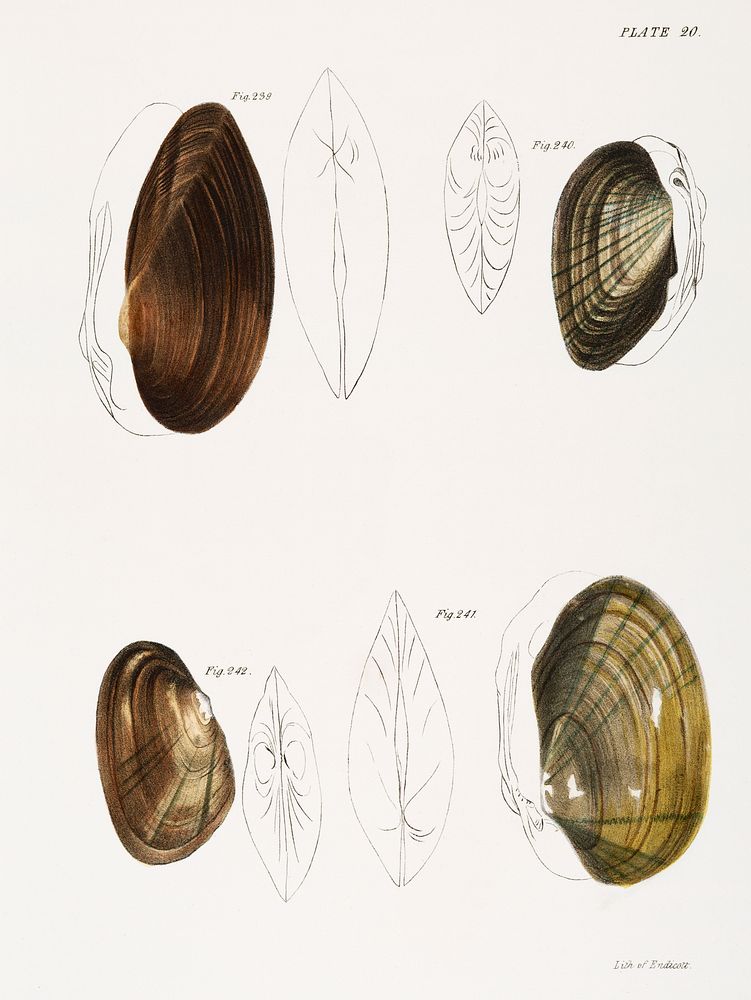 Different types of sea shells illustration from Zoology of New York (1842&ndash;1844) by James Ellsworth De Kay. Original…