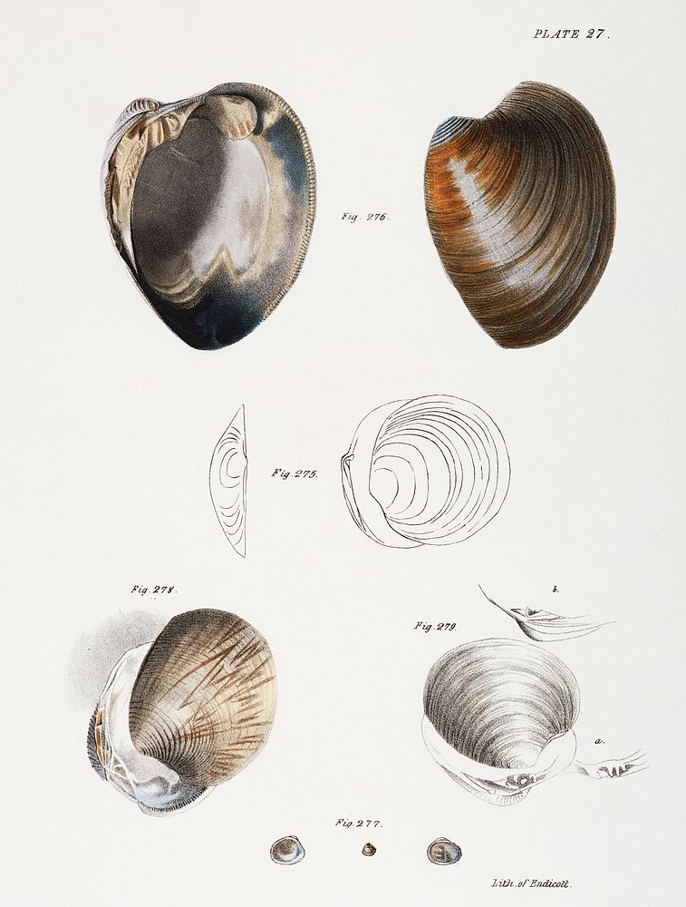 Different types of seashells illustration from Zoology of New York (1842&ndash;1844) by James Ellsworth De Kay. Original…