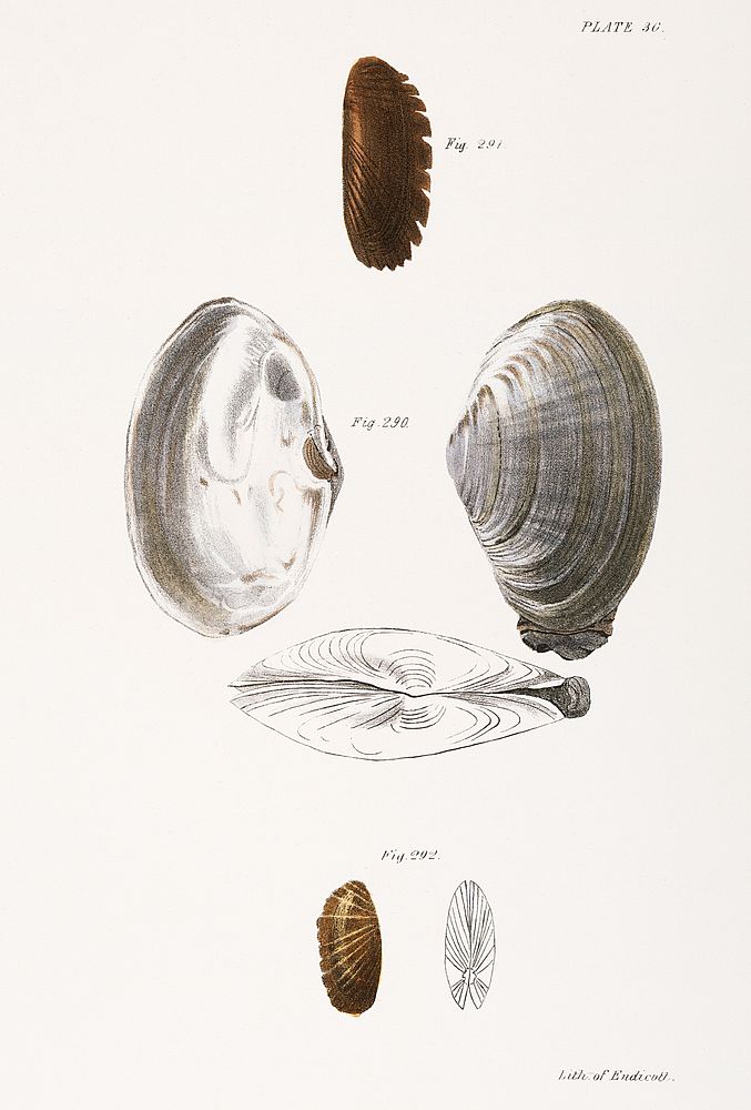290. Mya arenaria. 291. Solemya borealis. 292. Solemya velum. illustration from Zoology of New York (1842&ndash;1844) by…