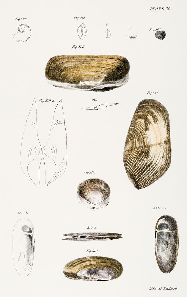 Different types of seashells illustration from Zoology of New York (1842&ndash;1844) by James Ellsworth De Kay. Original…