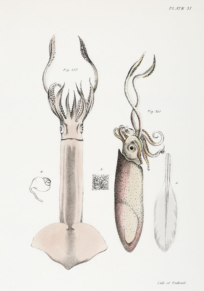 351. Atlantic brief squid (Loligo brevipinna) 352. Neon flying squid (Loligo bartramii) illustration from Zoology of New…