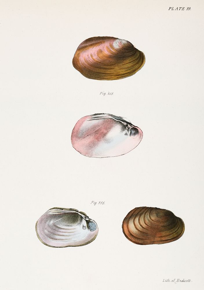 355. Unio rosaceus, aged. 356. Unio id, female. illustration from Zoology of New York (1842&ndash;1844) by James Ellsworth…