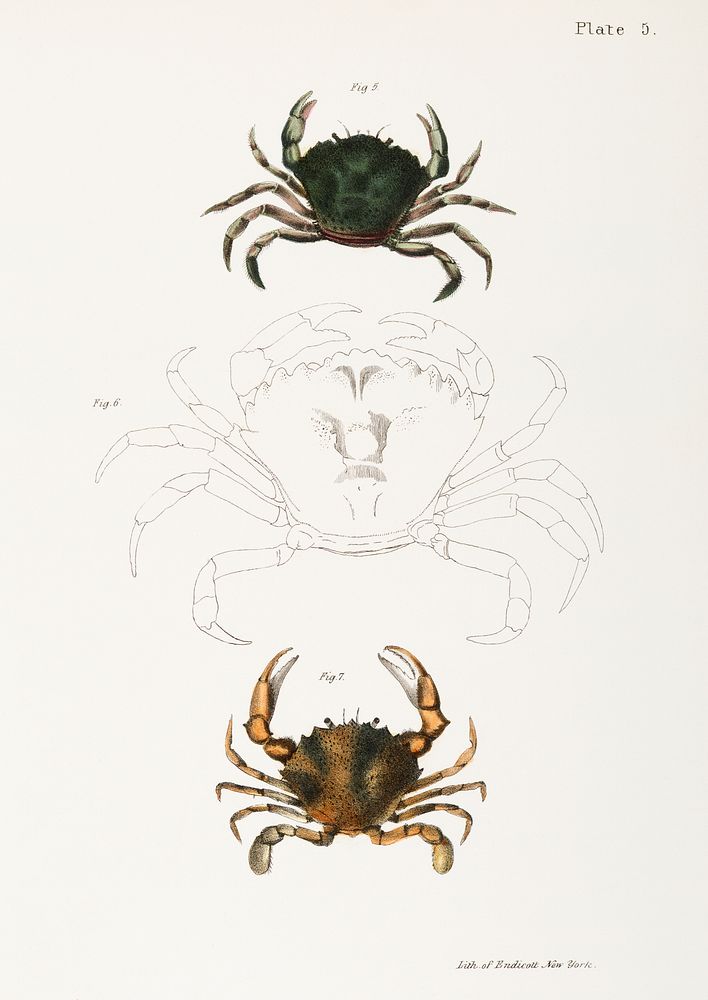 5. & 6. Littoral crab (Carcinus moenas) 7. Lady crab (Platyonichus ocellatus) illustration from Zoology of New York…