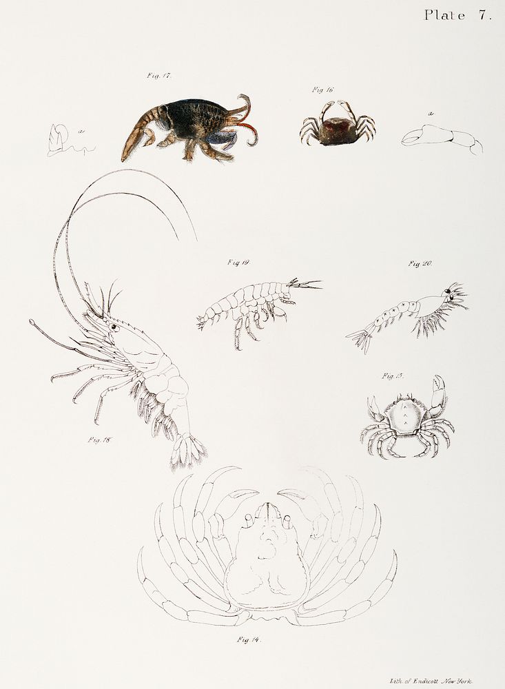 Different types of sea creatures illustration from Zoology of New York (1842&ndash;1844) by James Ellsworth De Kay. Original…