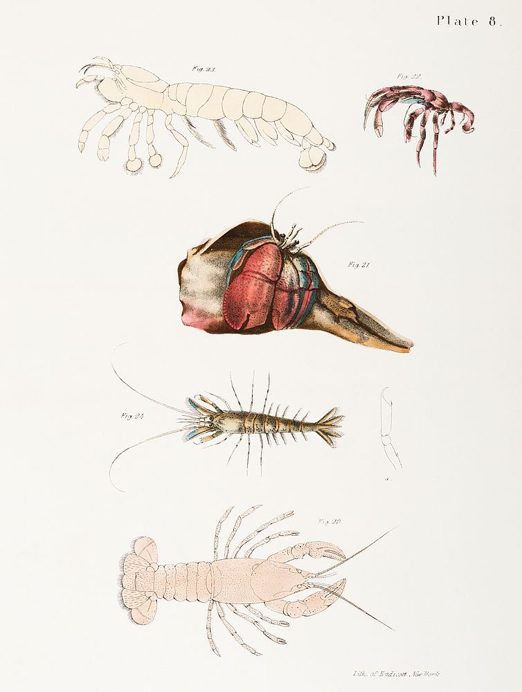 Different types of sea creatures illustration from Zoology of New York (1842&ndash;1844) by James Ellsworth De Kay. Original…