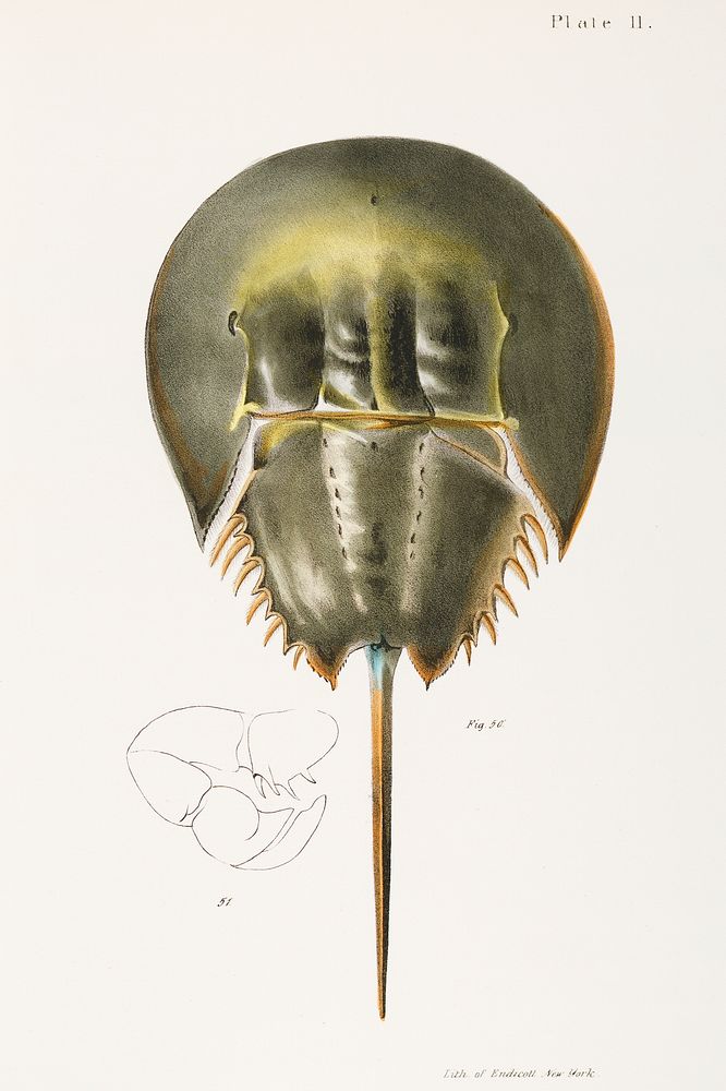 50. & 51. Atlantic horseshoe crab (Polyphemus occidentalis) illustration from Zoology of New York (1842&ndash;1844) by James…