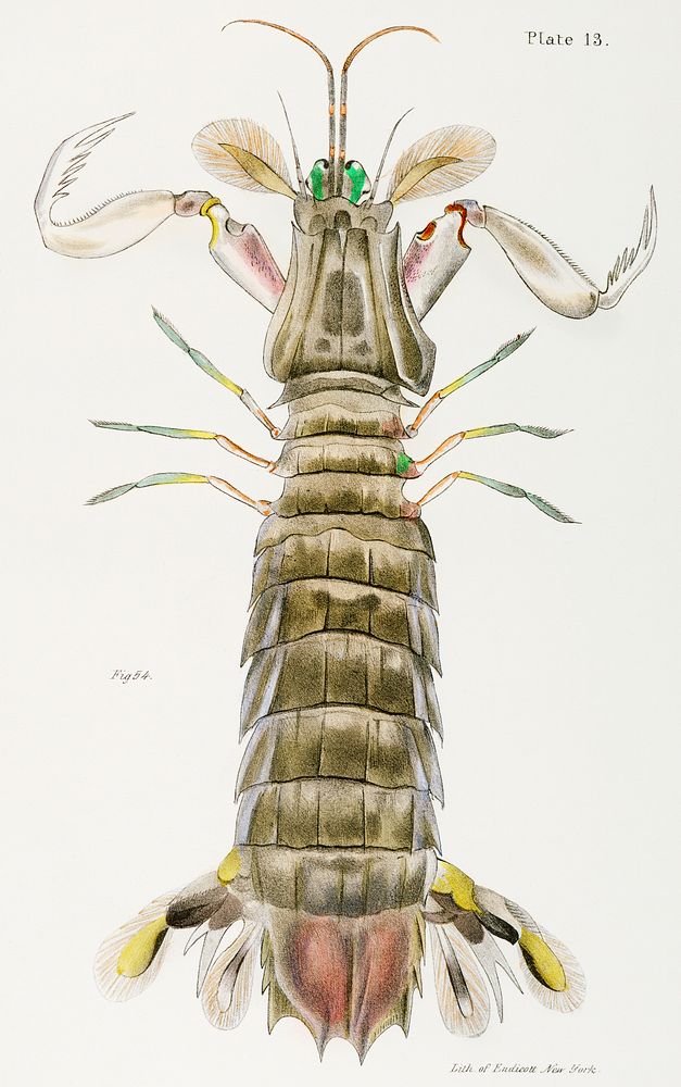Mantis shrimp or stomatopod illustration from Zoology of New York (1842&ndash;1844) by James Ellsworth De Kay. Original from…