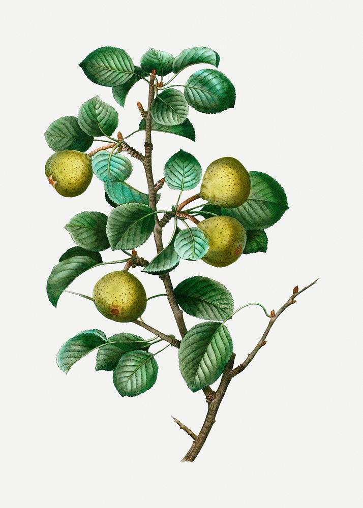 Pear fruits on branches illustration