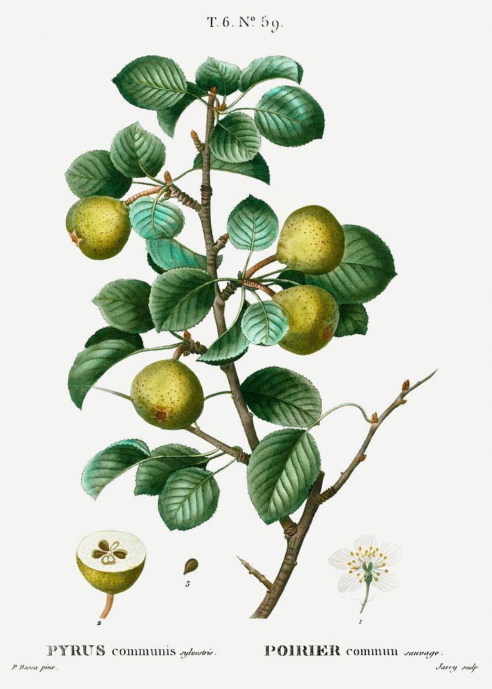 Pear (Pyrus communis) from Trait&eacute; des Arbres et Arbustes que l&rsquo;on cultive en France en pleine terre…