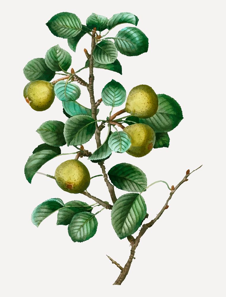 Vintage pears on a branch vector