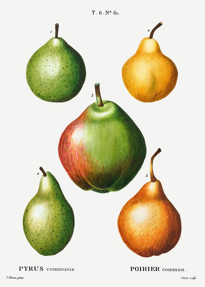 Pear, Pyrus communis from Trait&eacute; des Arbres et Arbustes que l'on cultive en France en pleine terre (1801&ndash;1819)…