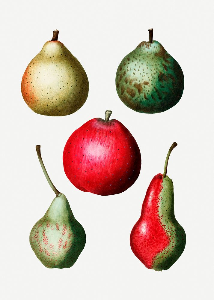 Various shape of pear fruits illustration