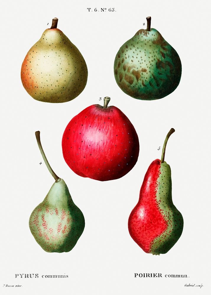 Pear (Pyrus communis) from Trait&eacute; des Arbres et Arbustes que l&rsquo;on cultive en France en pleine terre…