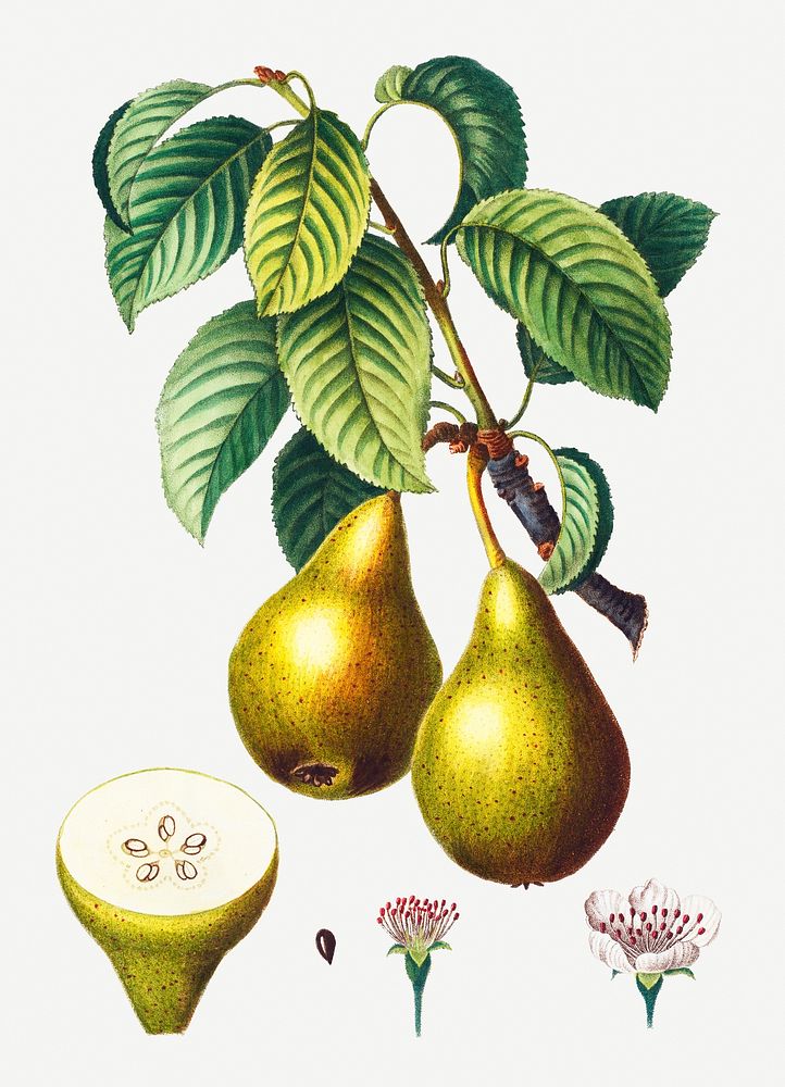 Vintage pears on a branch illustration