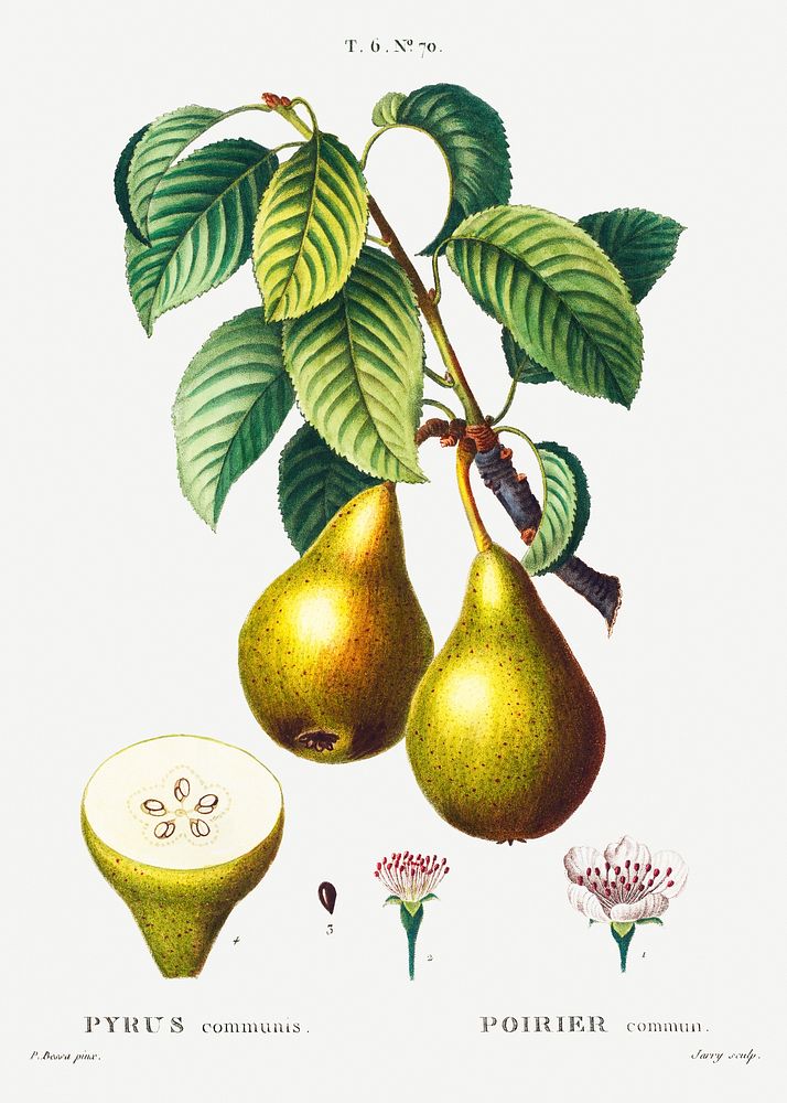 Pears with leaves (Poirier commun) from Trait&eacute; des Arbres et Arbustes que l&rsquo;on cultive en France en pleine…