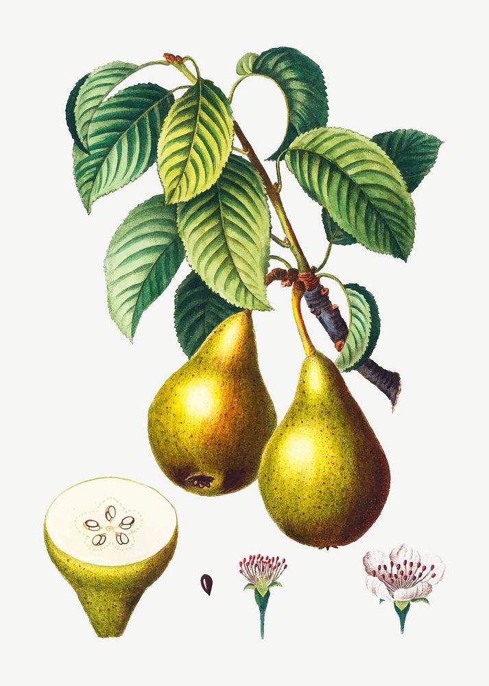 Vintage pears on a branch vector