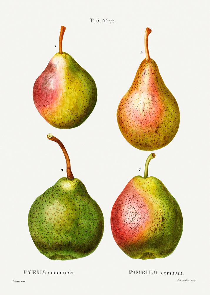 Pear, Pyrus communis from Trait&eacute; des Arbres et Arbustes que l'on cultive en France en pleine terre (1801&ndash;1819)…
