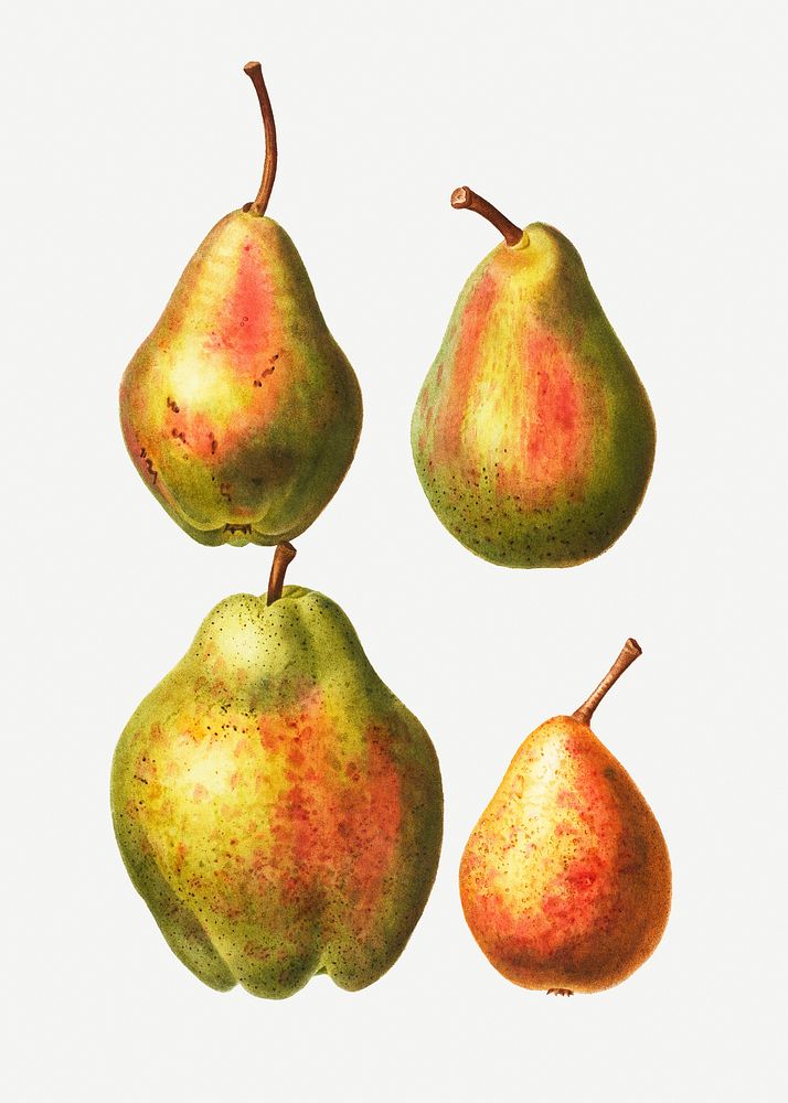 Vintage pears fruit collection illustration