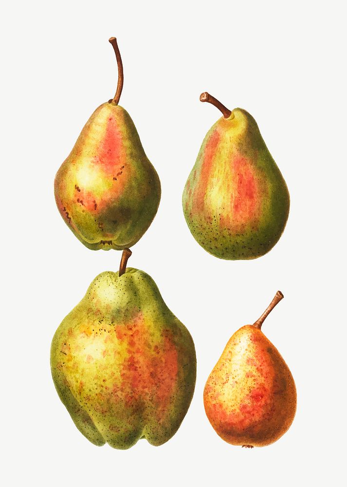 Vintage pears collection set vector