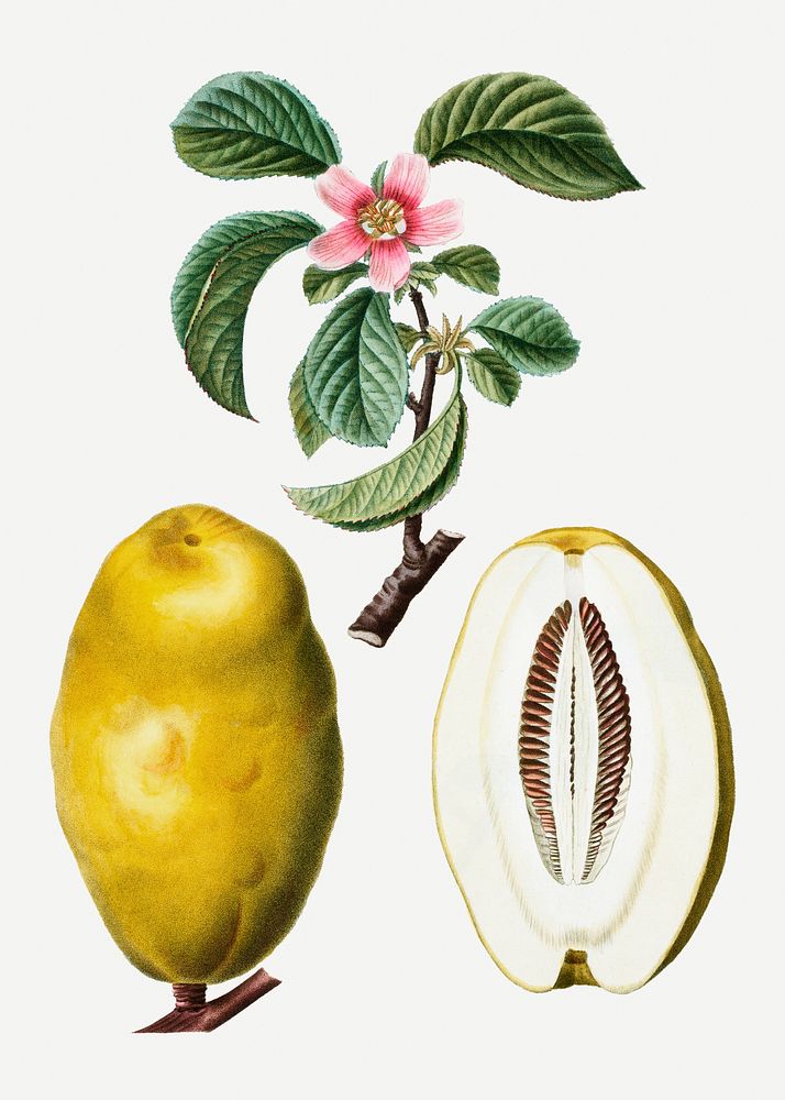 Chinese quince fruits and flower illustration