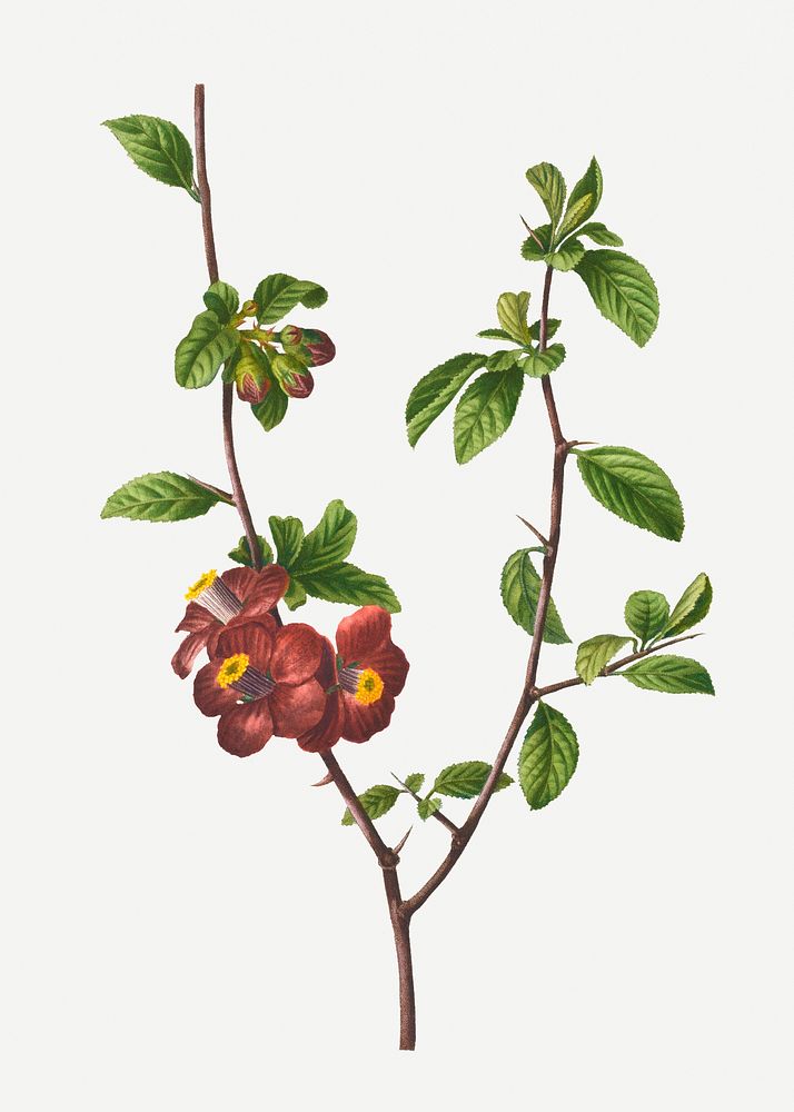Blooming flowering quince plant illustration