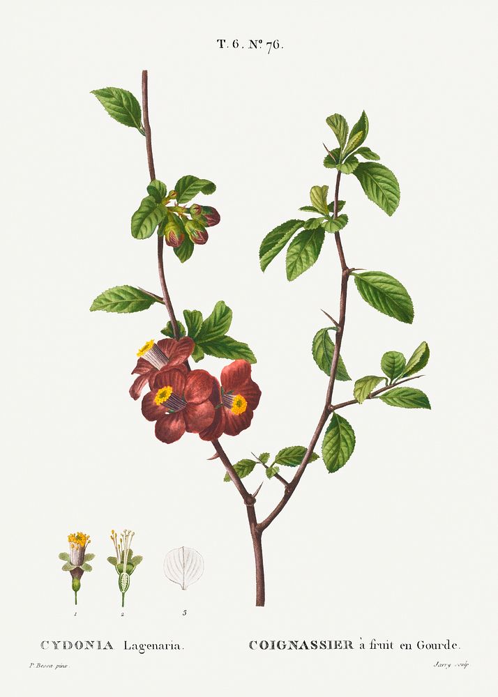 Flowering quince, Cydonia Lagenaria from Trait&eacute; des Arbres et Arbustes que l'on cultive en France en pleine terre…