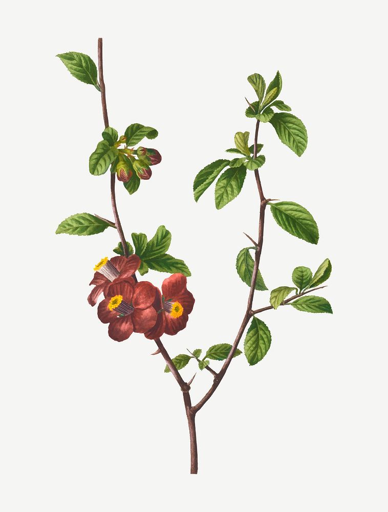 Blooming flowering quince plant vector