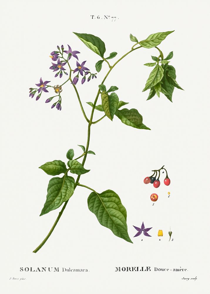 Bittersweet, Solanum dulcamara from Trait&eacute; des Arbres et Arbustes que l'on cultive en France en pleine terre…