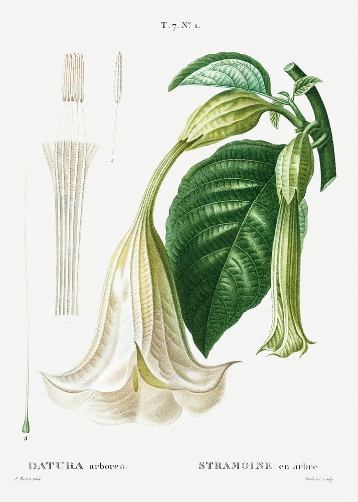 Angel's trumpet (Datura arborea) from Trait&eacute; des Arbres et Arbustes que l&rsquo;on cultive en France en pleine terre…