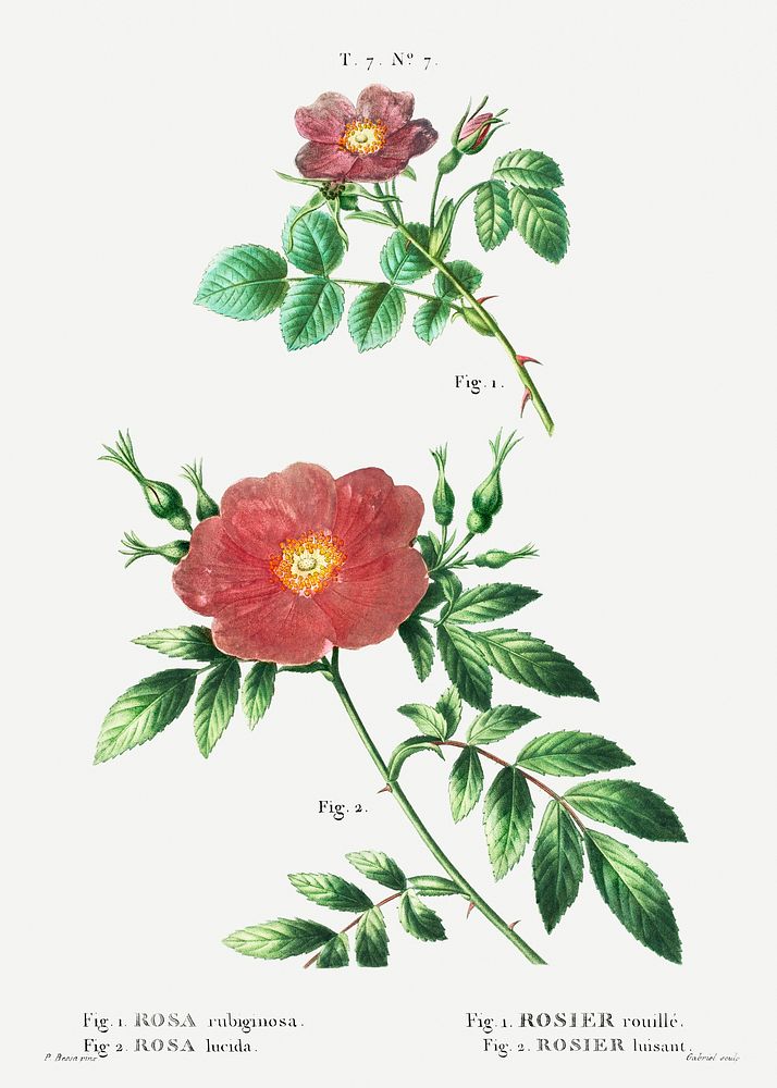 1. Sweetbriar rose (Rosa rubiginosa) 2. Virginia rose (Rosa lupida) from Trait&eacute; des Arbres et Arbustes que l&rsquo;on…