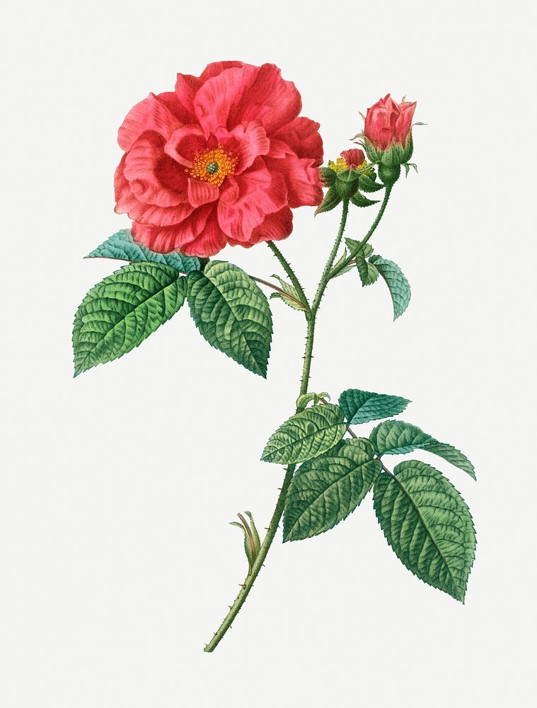 Vintage French rose branch illustration