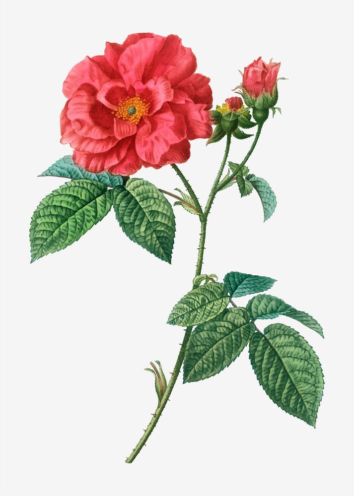 Vintage French rose branch vector