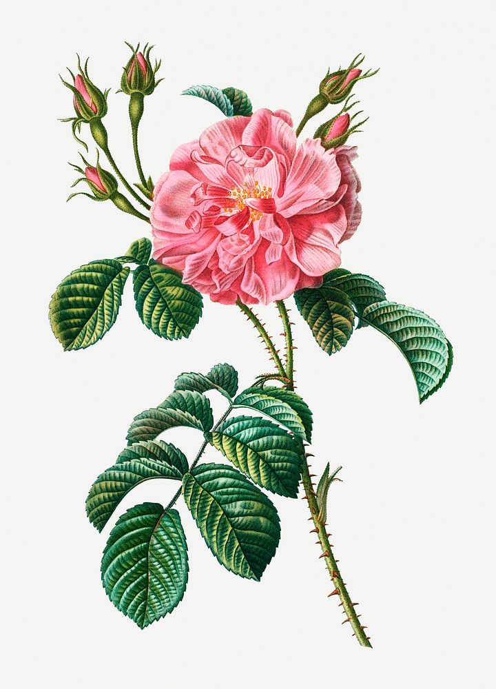 Vintage pink wild rose illustration