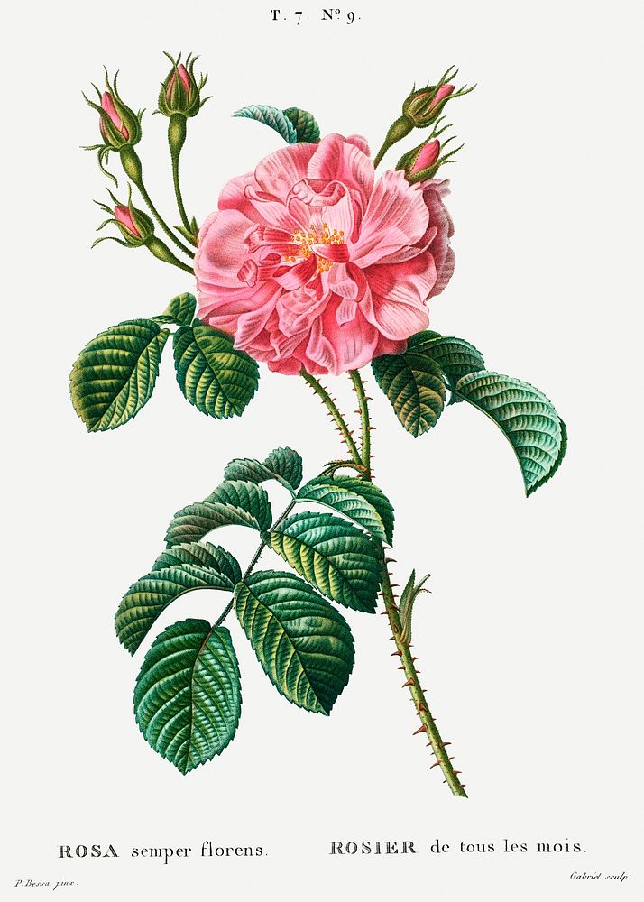 Ever-blowing Rose (Rosa semper florens) from Trait&eacute; des Arbres et Arbustes que l&rsquo;on cultive en France en pleine…