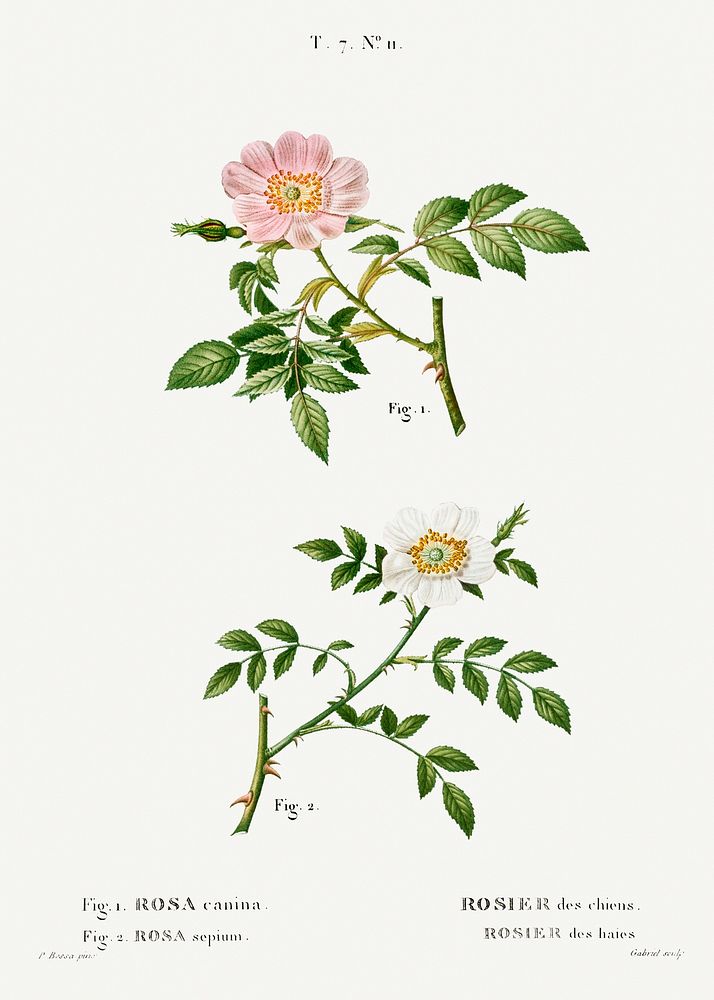 1. Dog rose, Rosa canina 2. Wild rose, Rosa sepium from Trait&eacute; des Arbres et Arbustes que l'on cultive en France en…