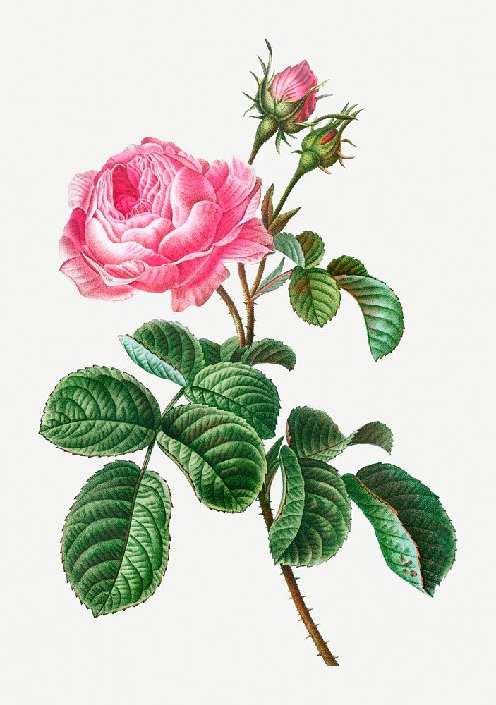 Vintage cabbage rose branch illustration