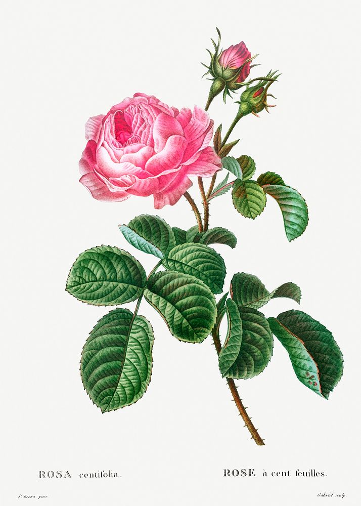Cabbage rose (Rosa centifolia) from Trait&eacute; des Arbres et Arbustes que l&rsquo;on cultive en France en pleine terre…