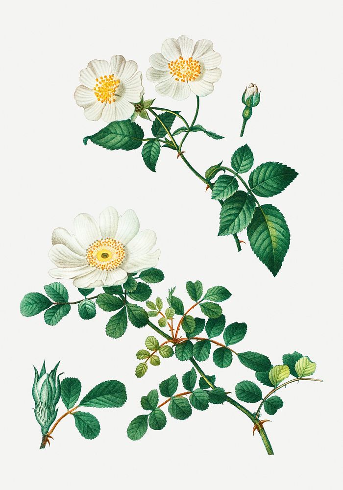 Vintage white rose of York - Scotch roses illustration