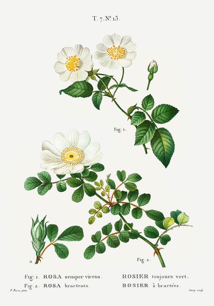 White Rose of York - Scotch Rose (Rosa alba) from Trait&eacute; des Arbres et Arbustes que l&rsquo;on cultive en France en…