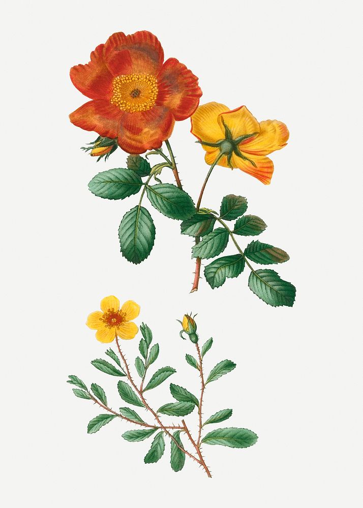 Sweetbriar rose and hulthemia rose illustration